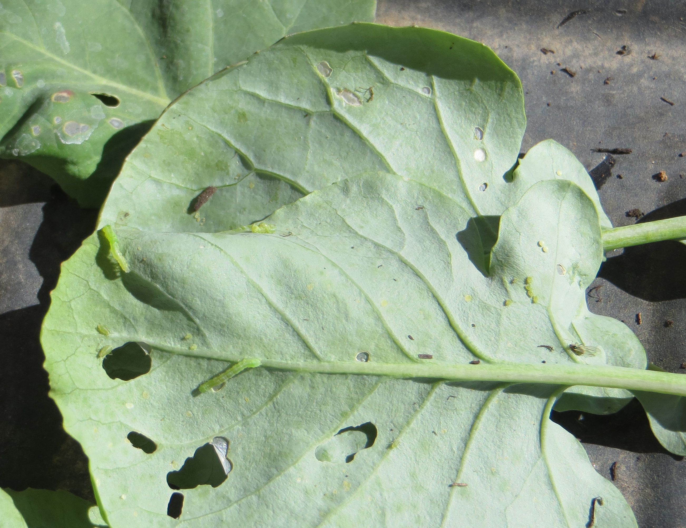 Cabbage loopers and aphids that result 