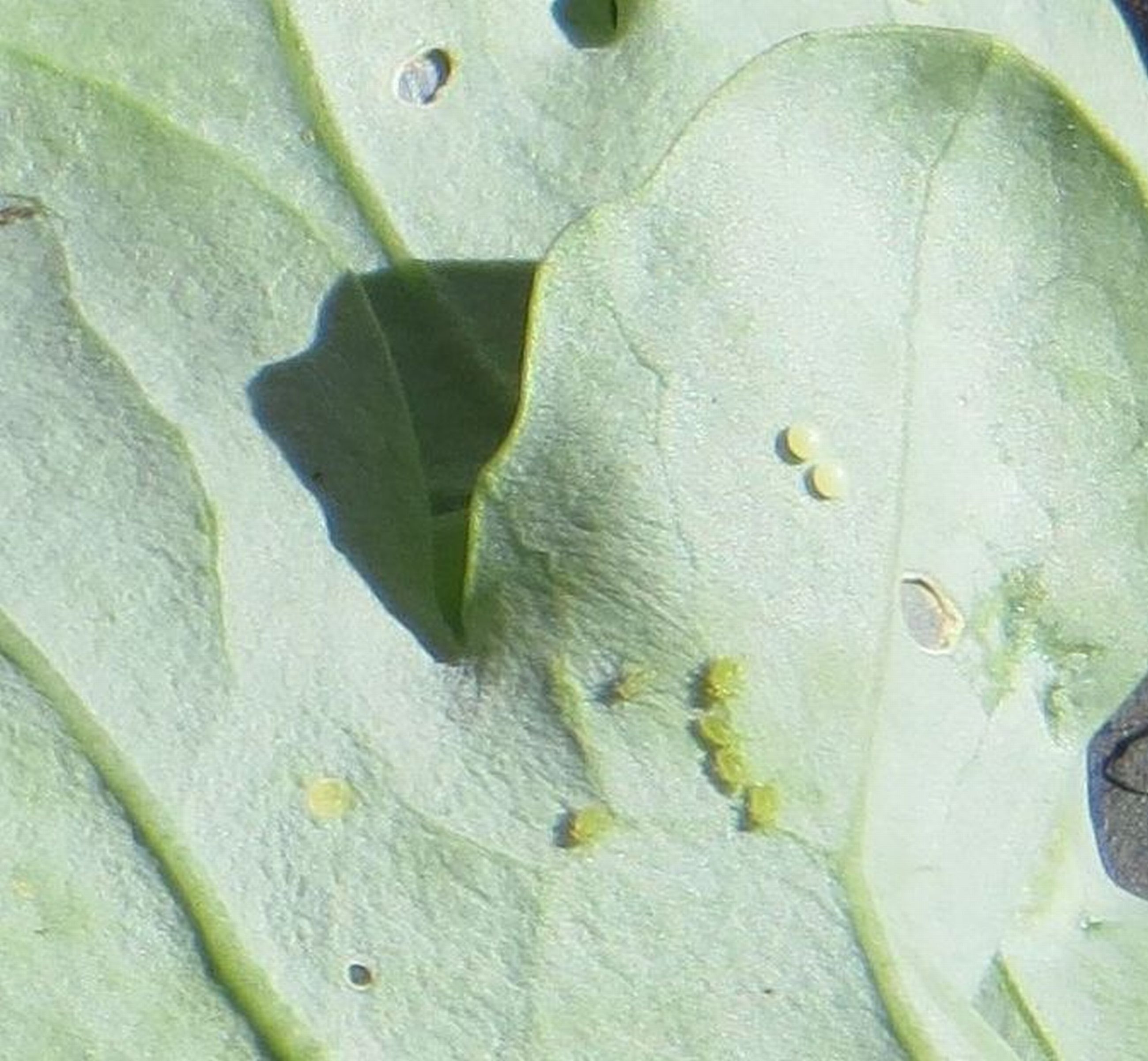 Close up look at the cabbage looper eggs