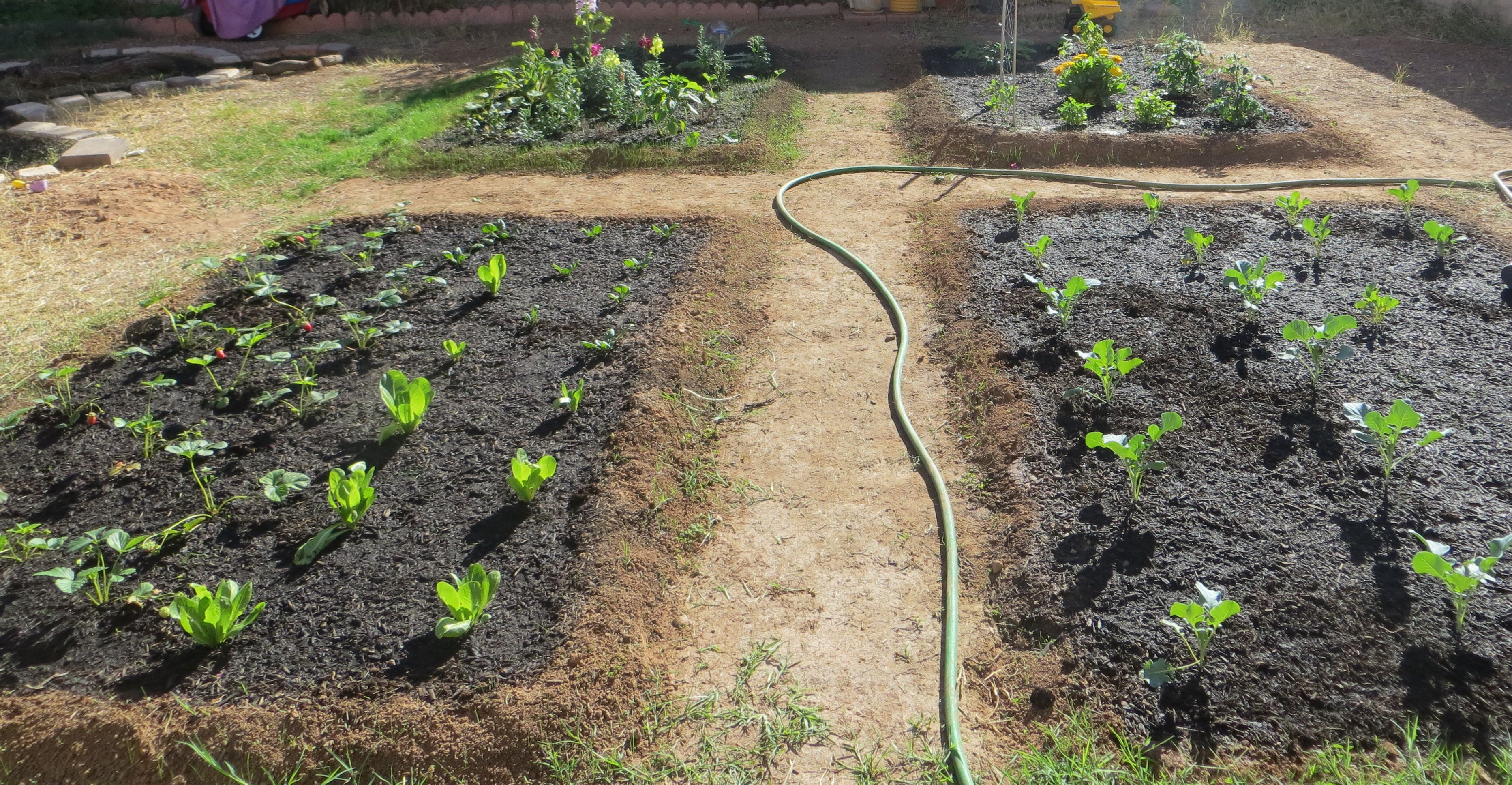 Garden beds at the 3 week mark