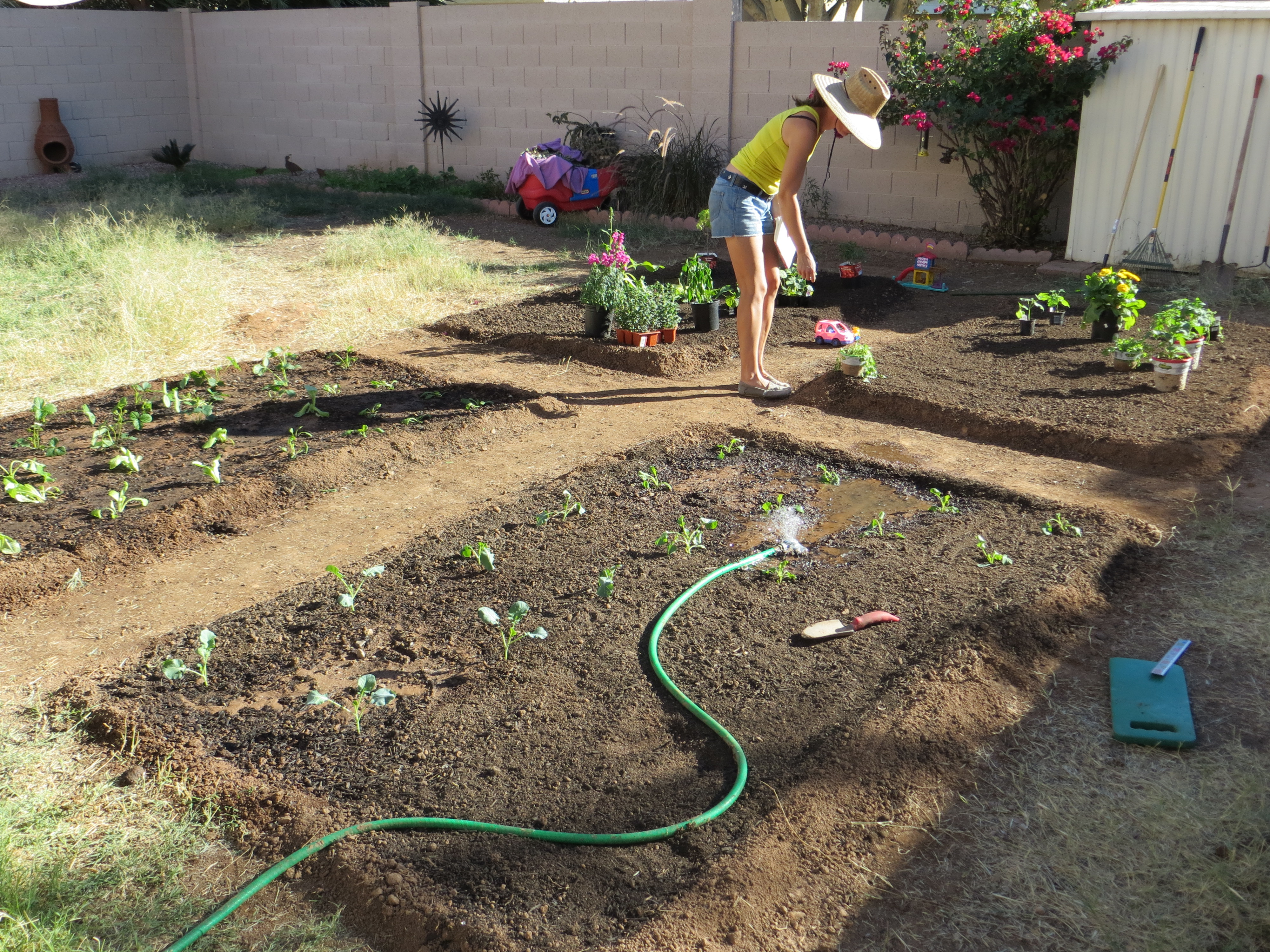 how to grow your own organic food