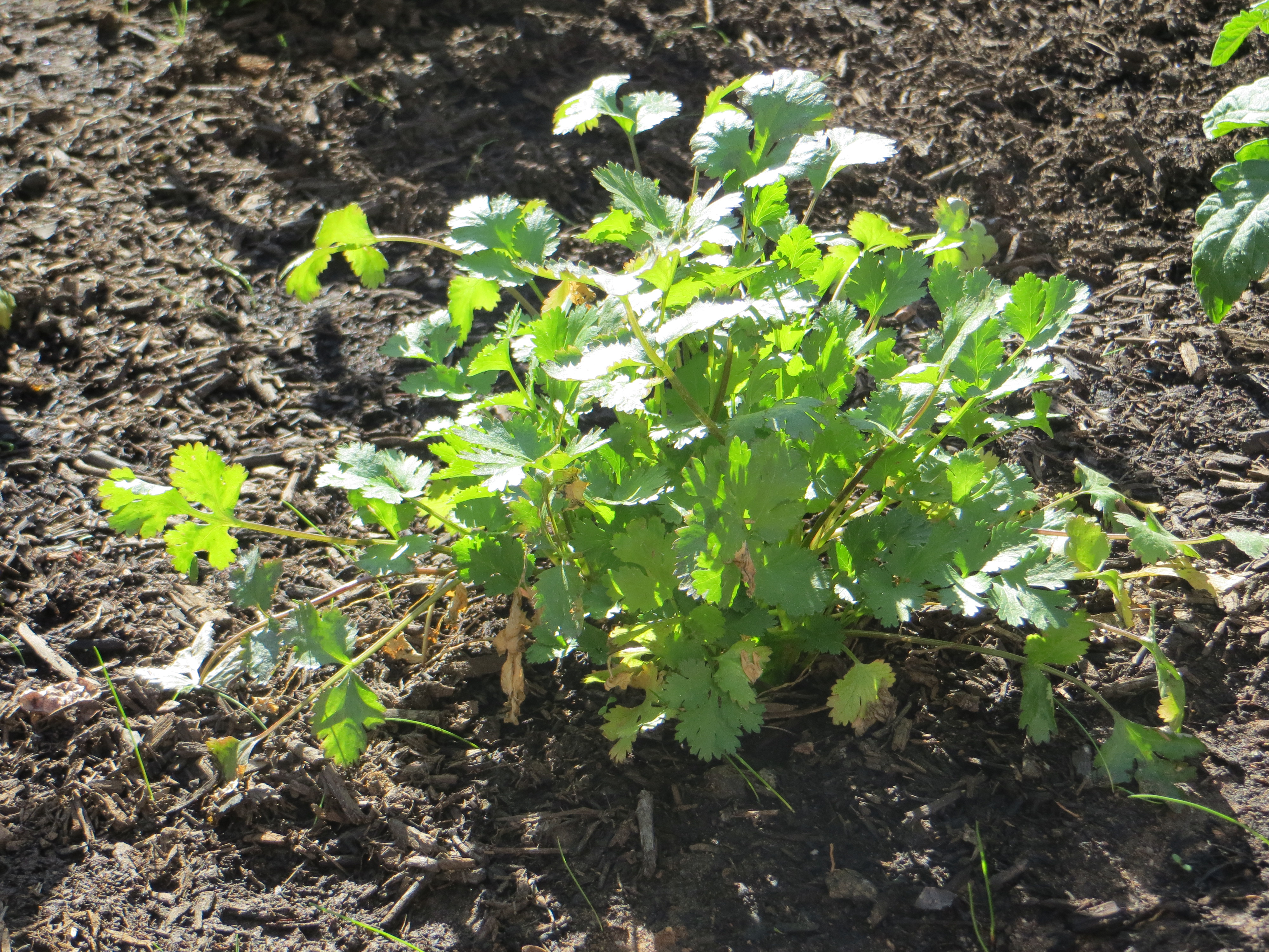 how to grow your own organic herbs