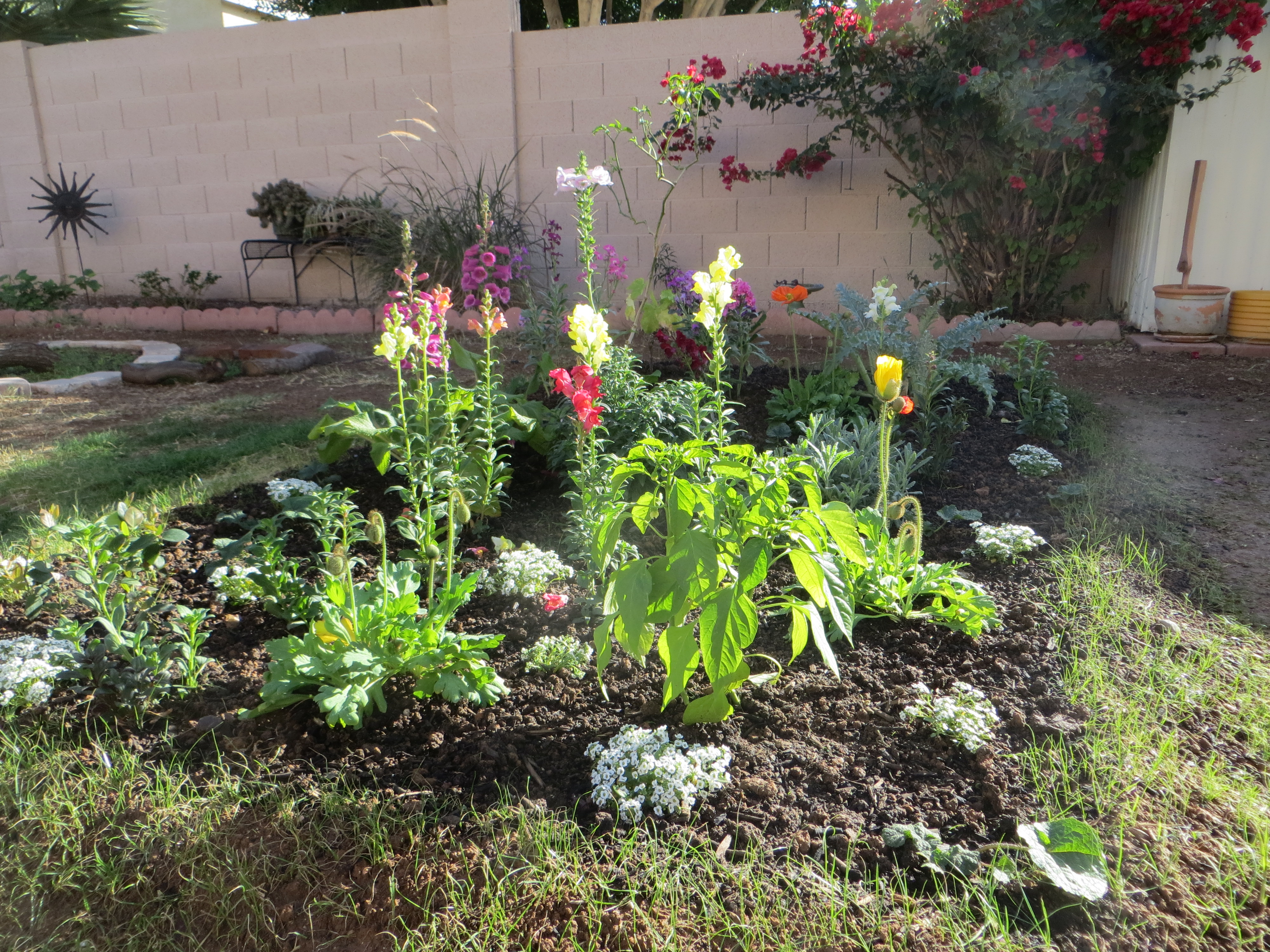 how to grown your own backyard garden